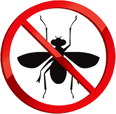 Wasps