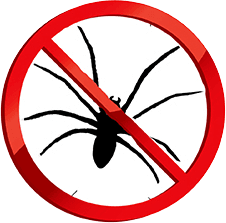 Spiders