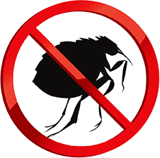 Fleas