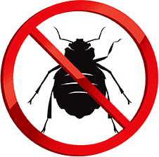 Bed Bugs