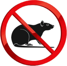Rodents