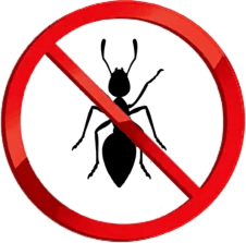 Ants